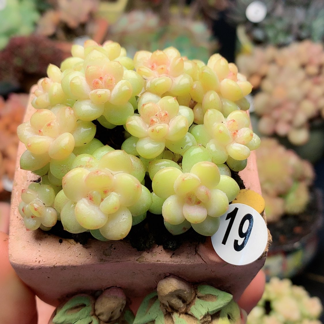 【闪购商品】咸菜带盆，盆残次