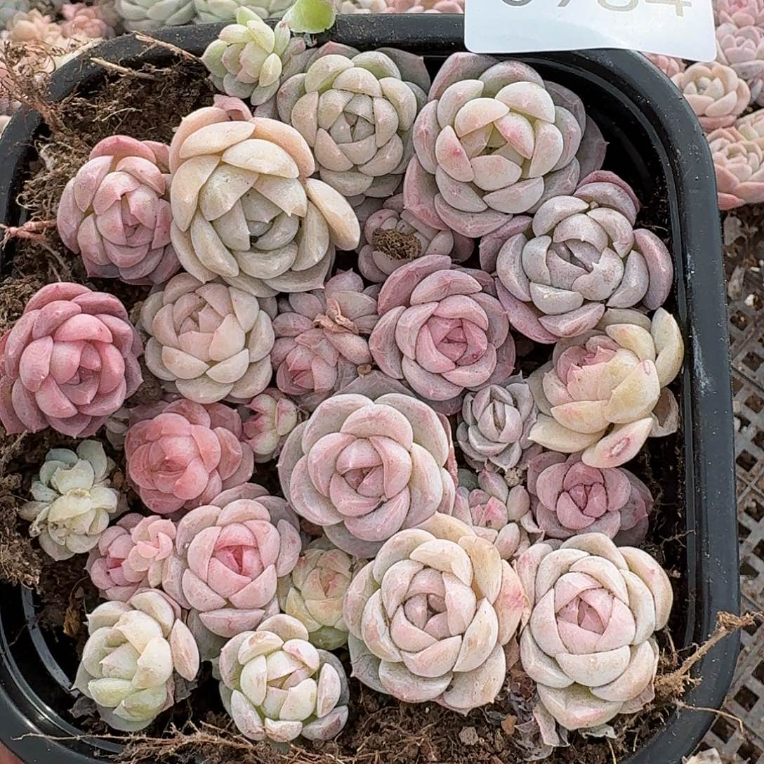 杂交新品种珍妮多肉984