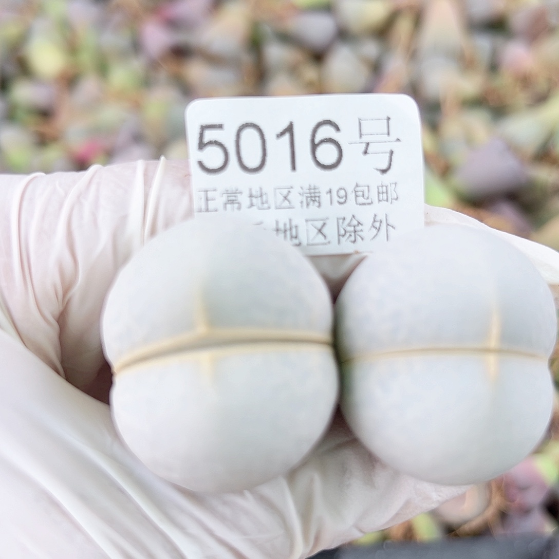 5016四年高尔夫两个3cm