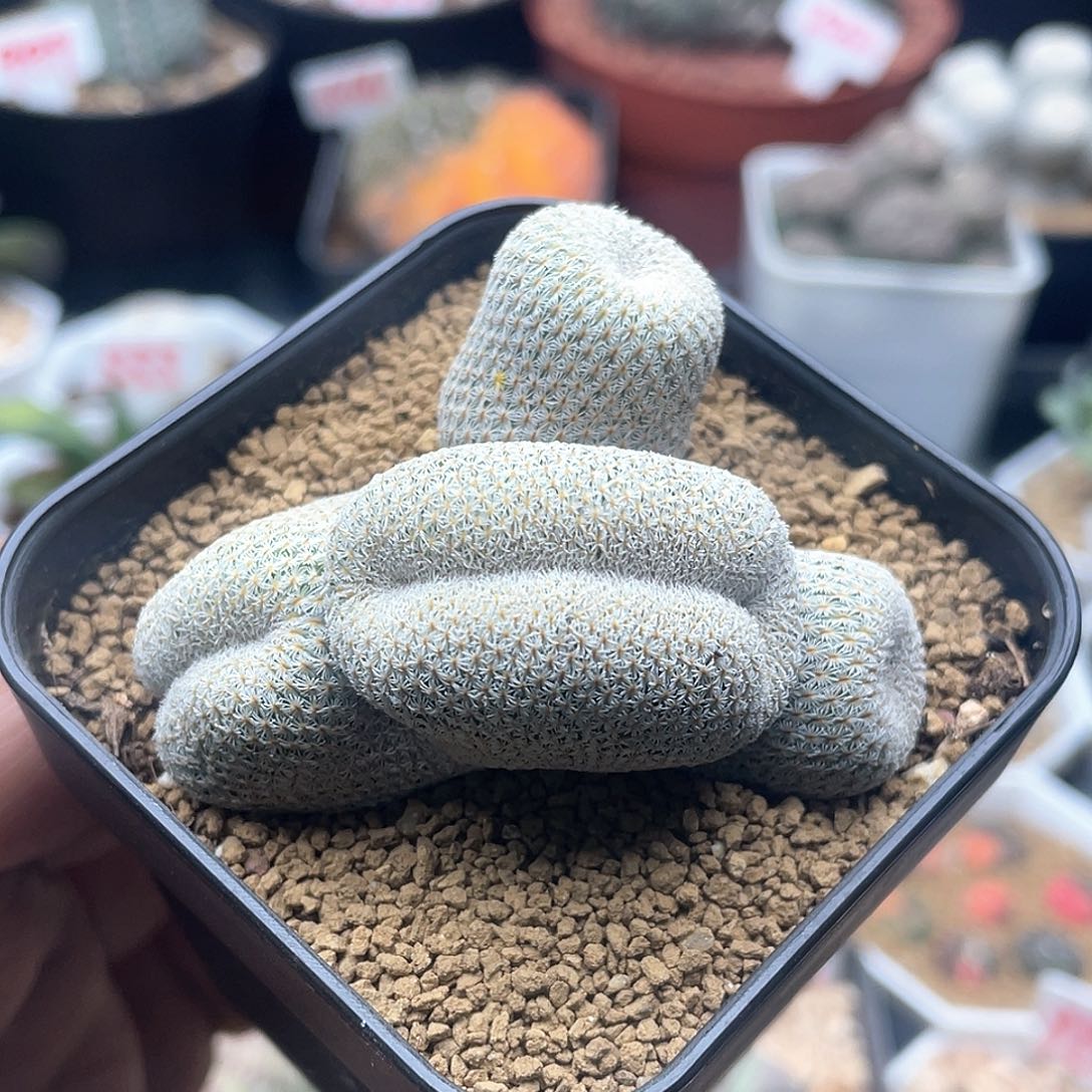 月世界肠缀仙人球 带盆土发货