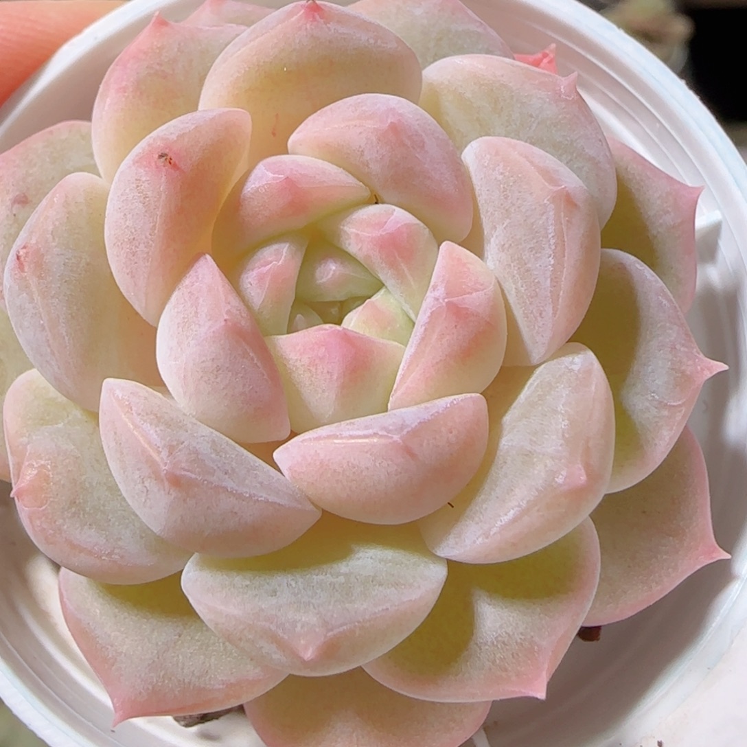 花语多肉1221-45溏心