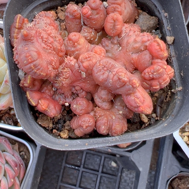 高沙石化【一物一拍】香尔卉园艺