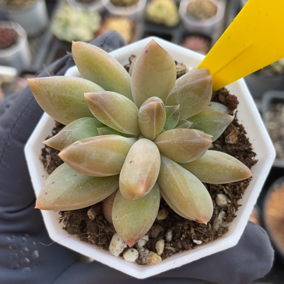 716重楼多肉植物保护^_^