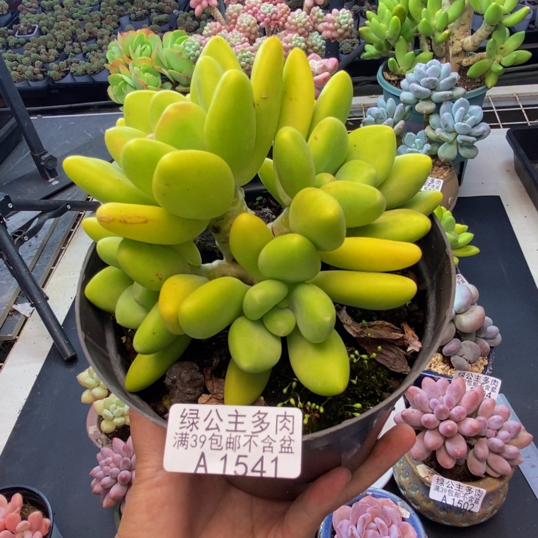541金蝉芒果奶多肉11c m