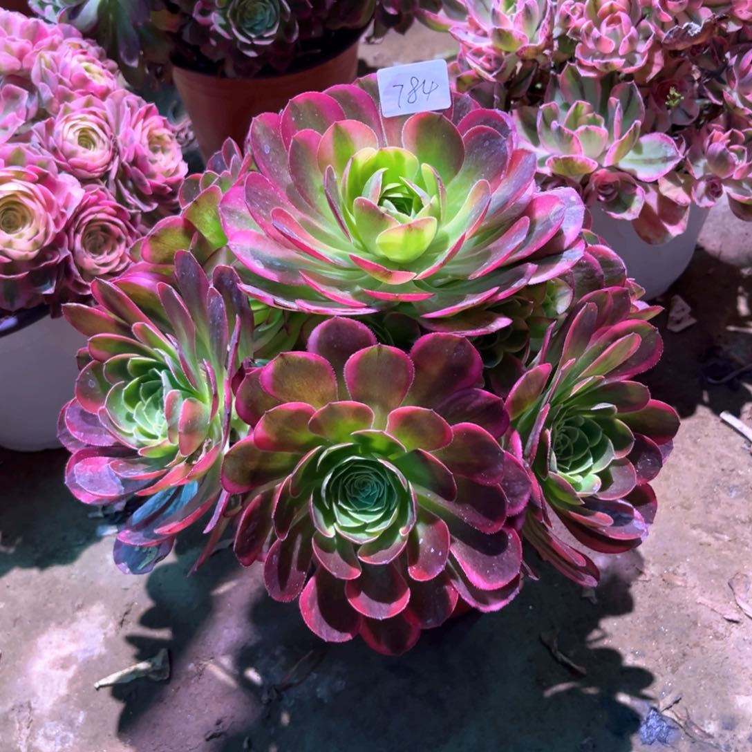 多肉植物奶白784