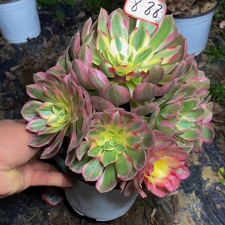 玉芙蓉老桩捧花888号