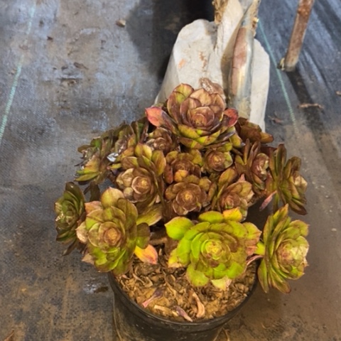 花月夜多肉植物038