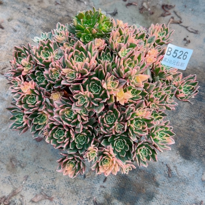 526甜茶多肉植物