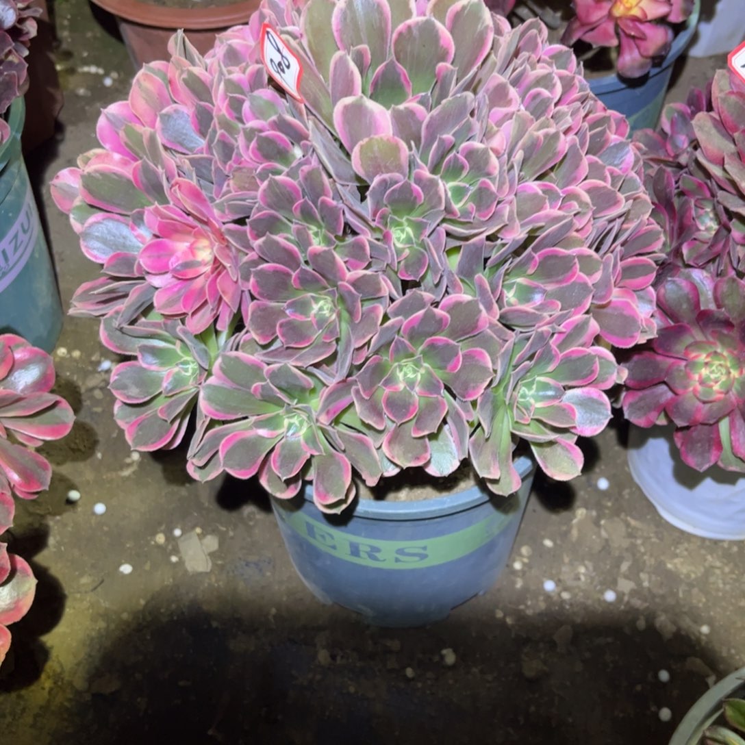 千****908多肉植物花样年华