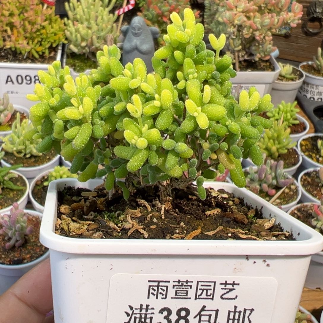 23-080枝干番杏糖球黄锦老桩