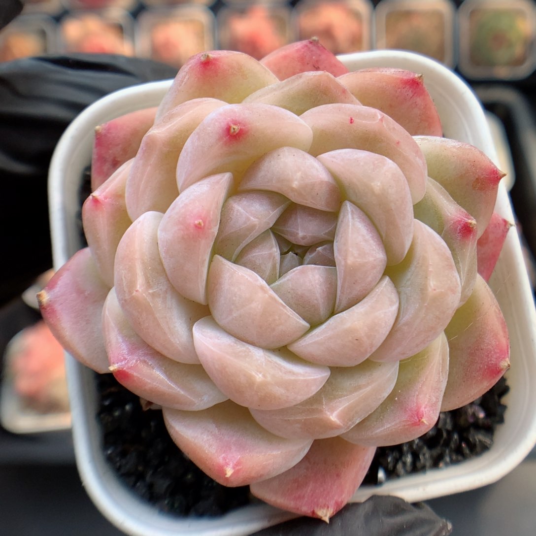 多肉植物。 糖心31