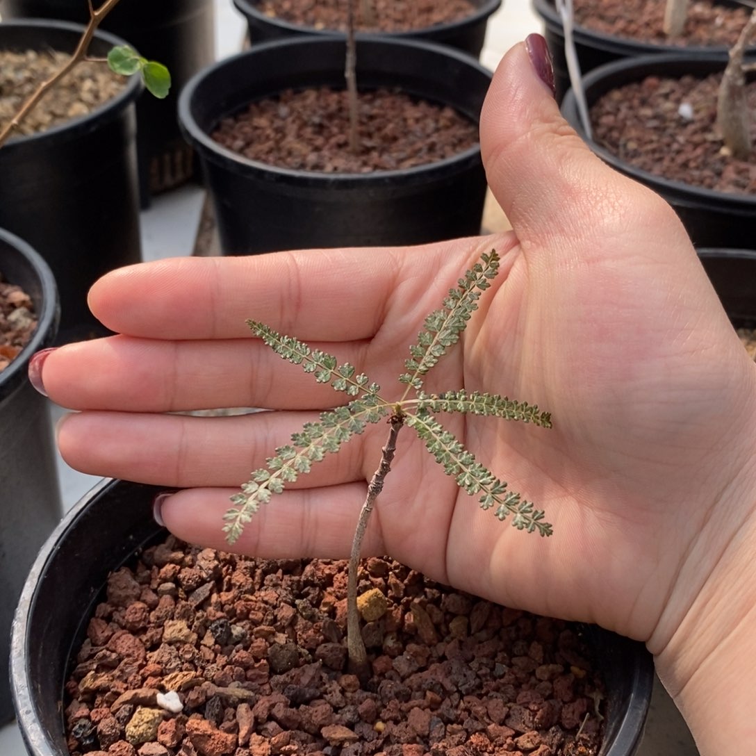 索科特拉乳香实生带盆