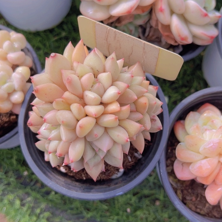 健健康康平平安安