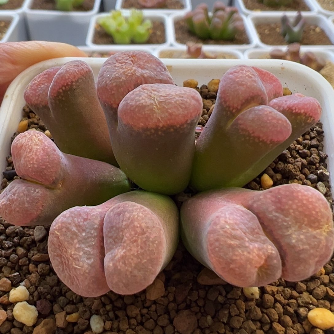 美风铃 美风铃 肉锥植物