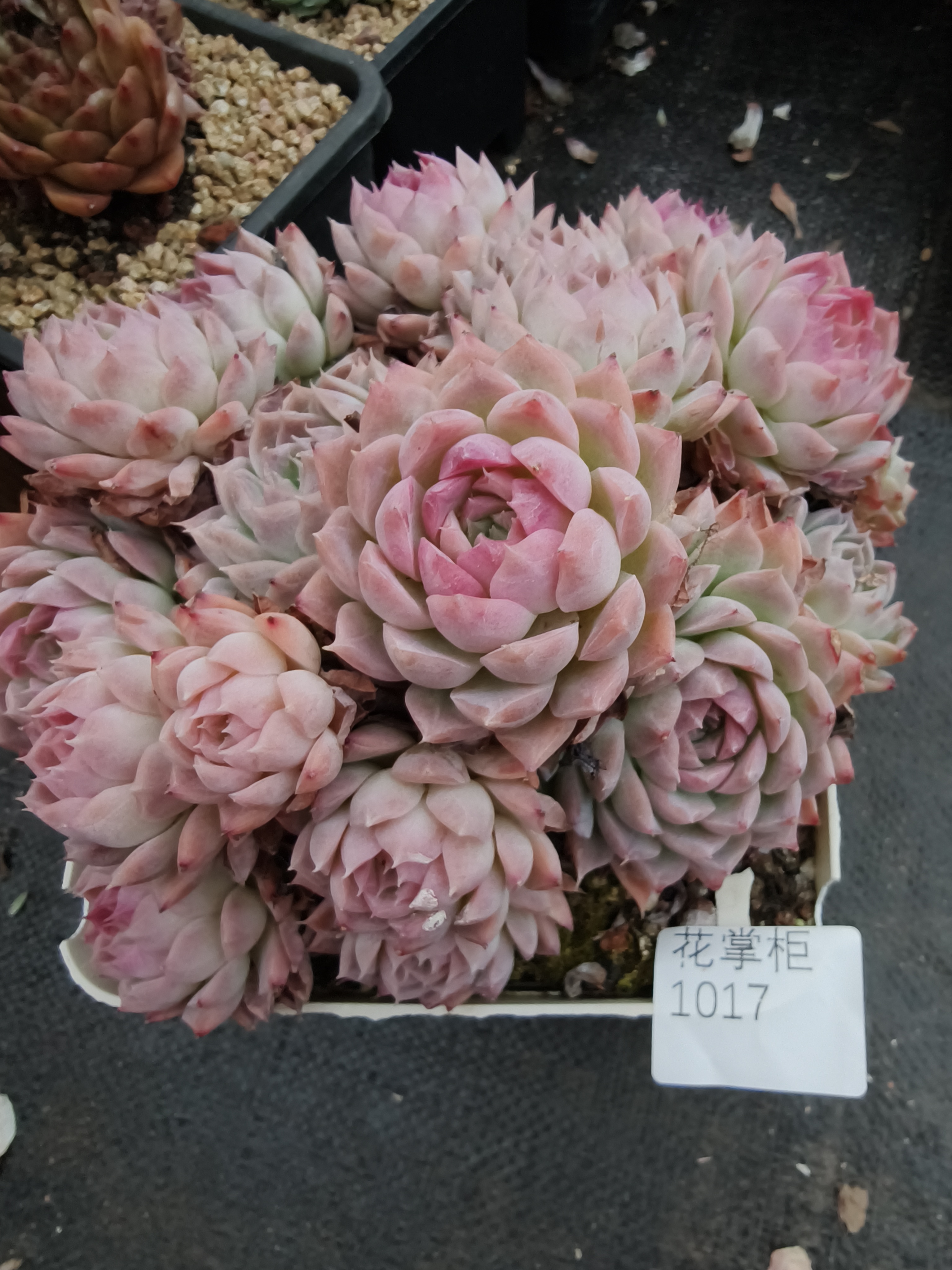 1017花掌柜精品杂交多肉