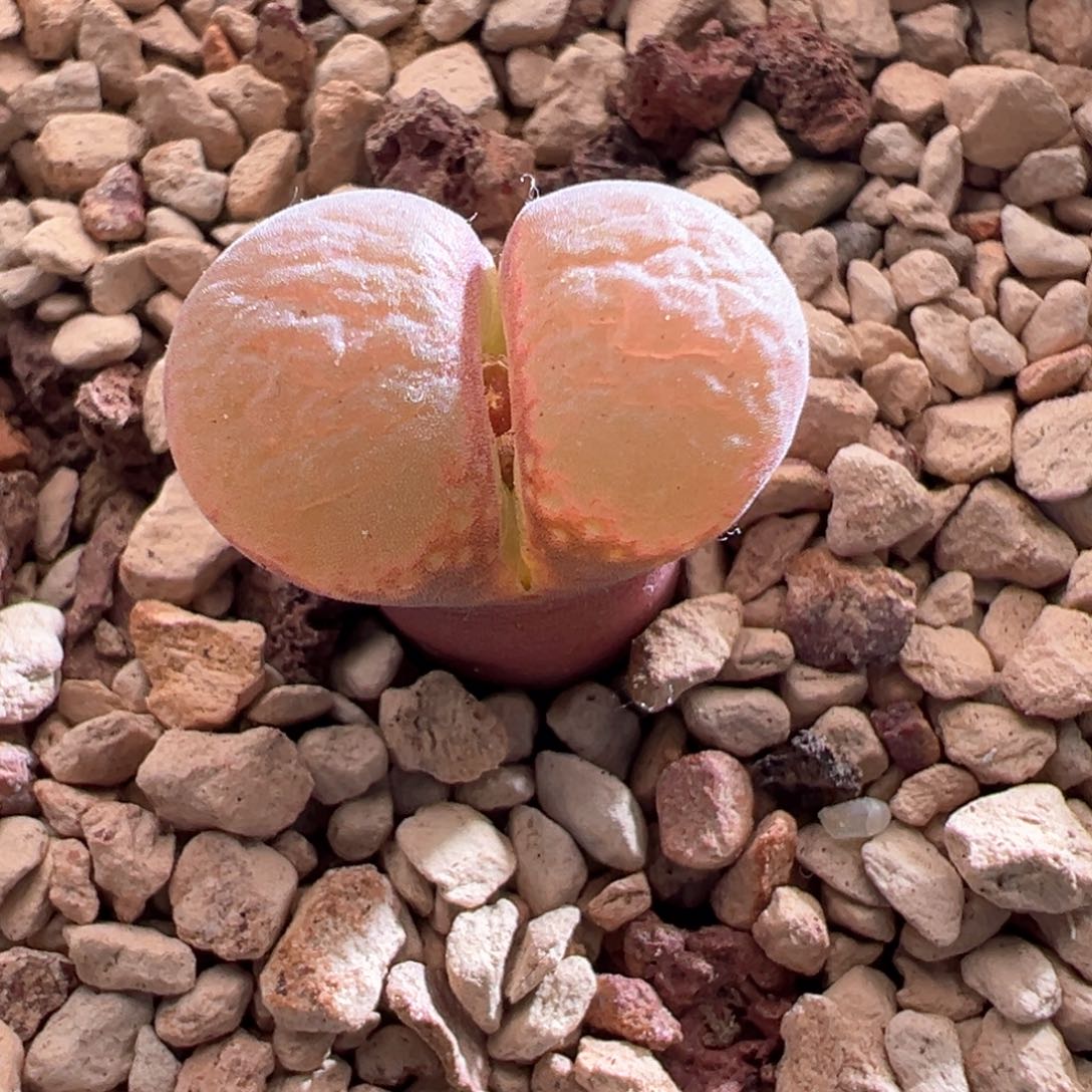 61优选pnsp四年半