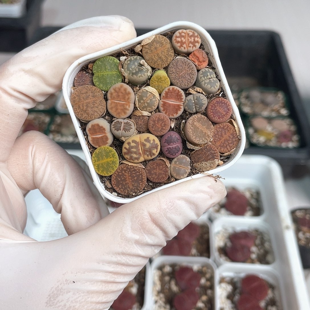 2057大棚清仓甩卖了