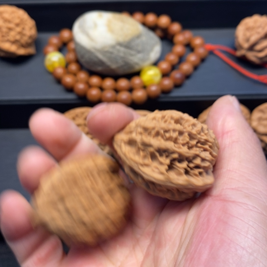 !****A秦岭森林中出现大量植物