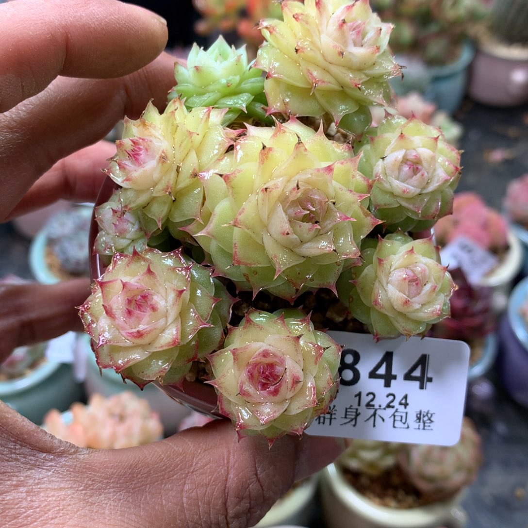 精控拇指盆12.24844