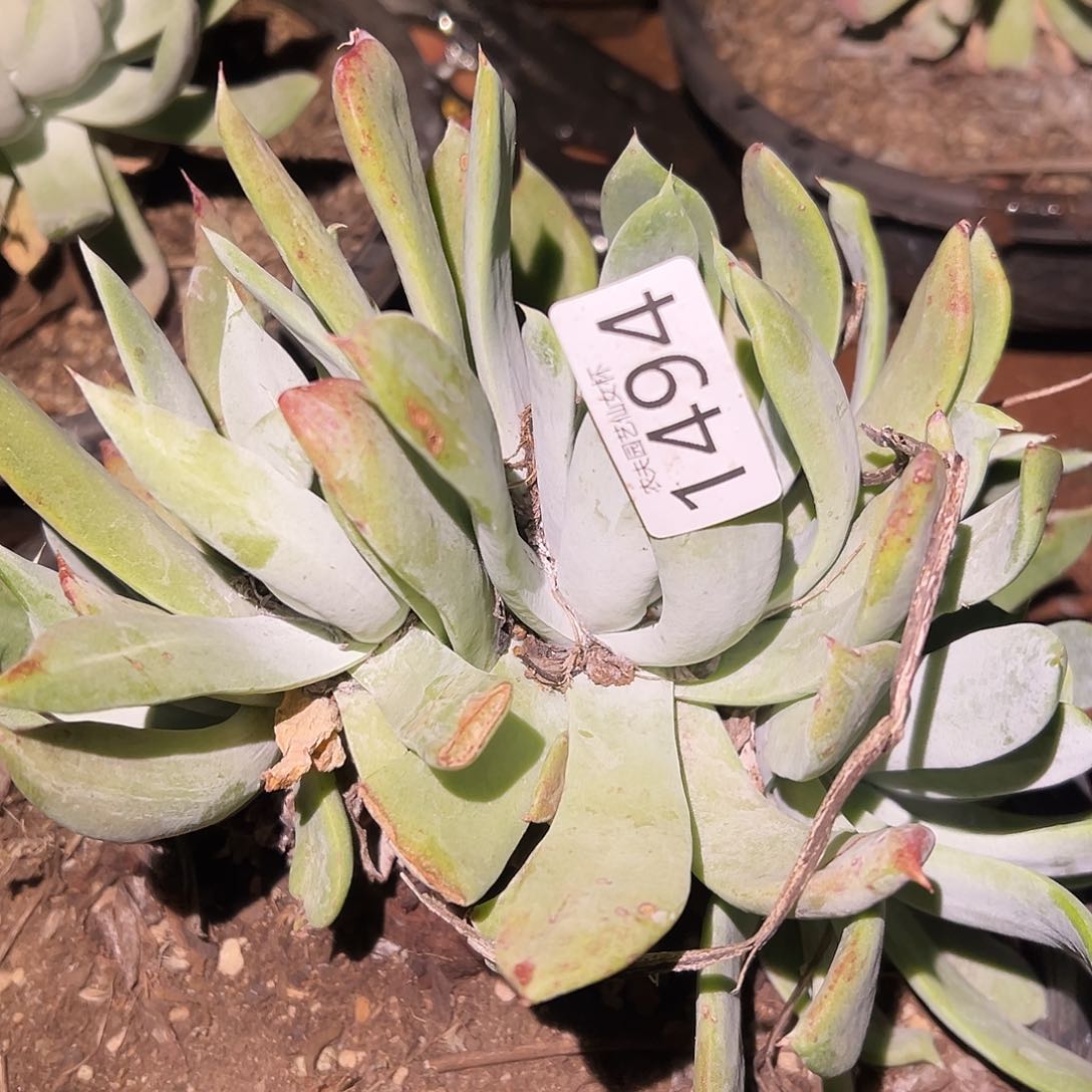 赛琳娜仙女杯多肉。