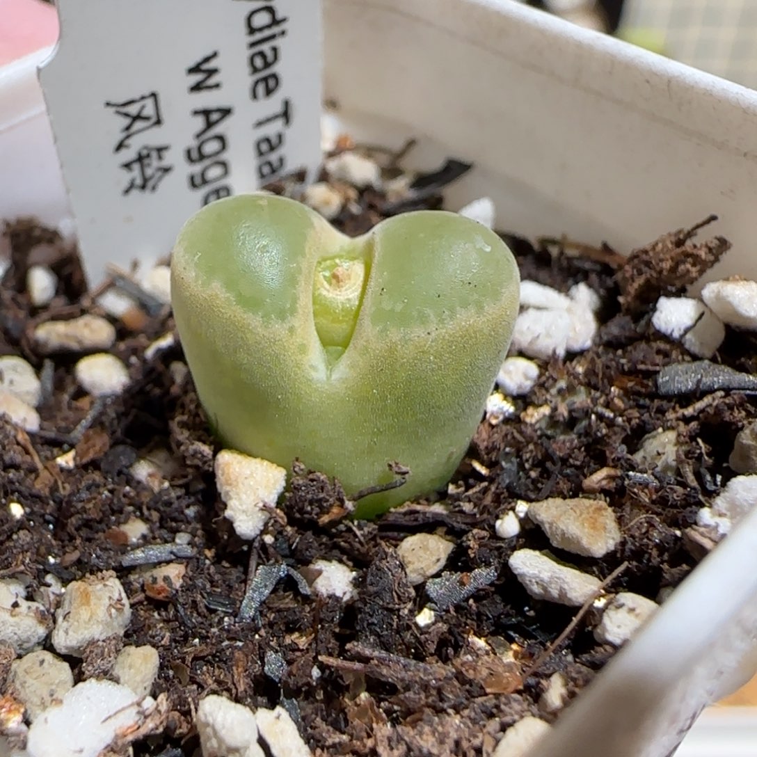 肉锥多肉植物组合-1797.7、214