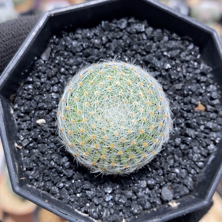 实生白娟丸18号3.3cm