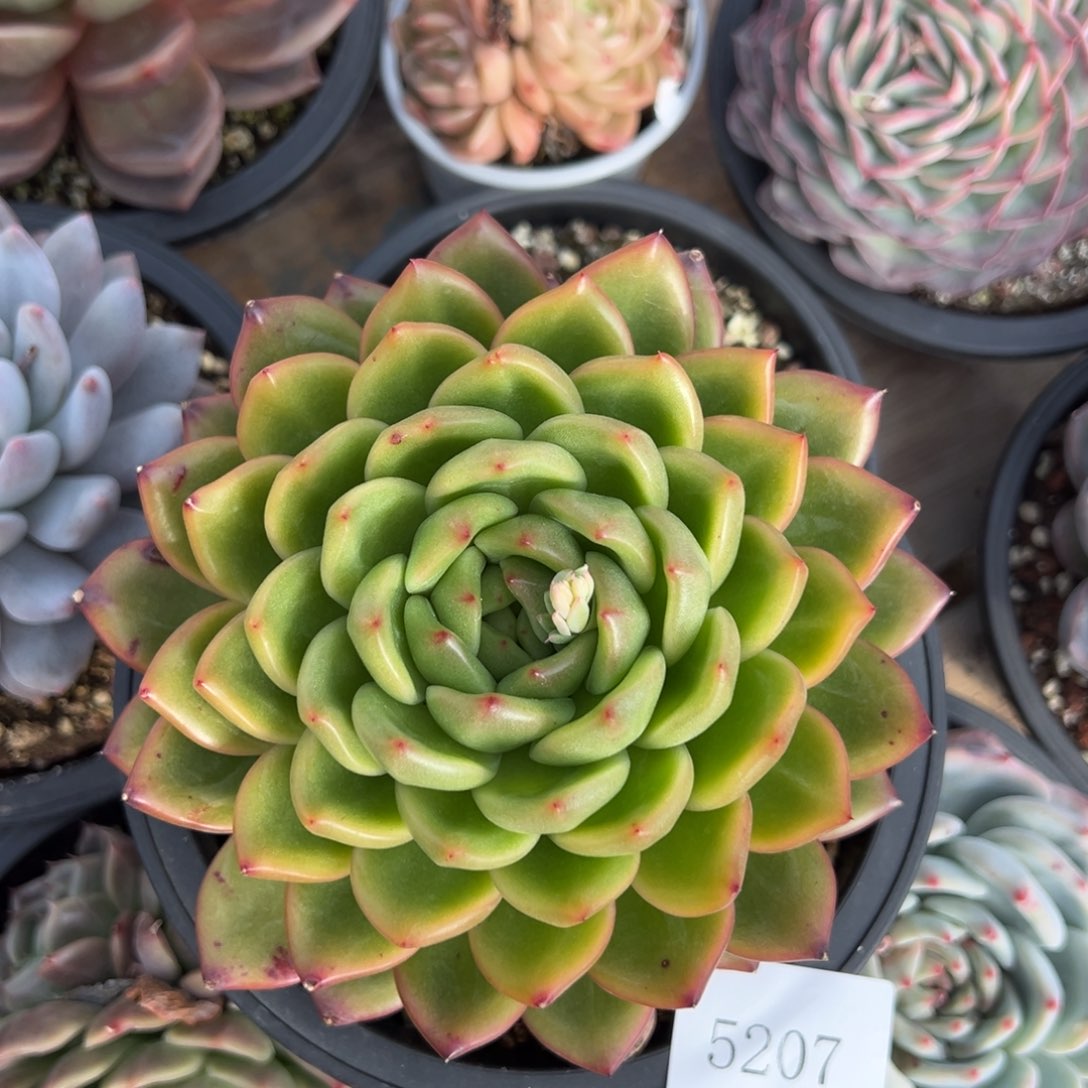 花****15207肉肉肉肉肉肉肉肉肉肉