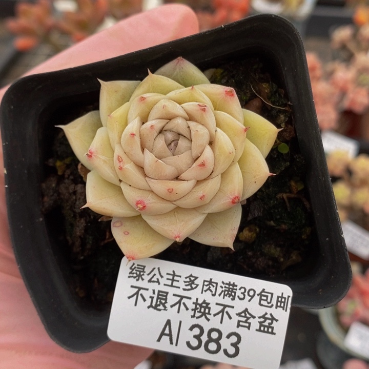 麦秆3vm383多肉植物