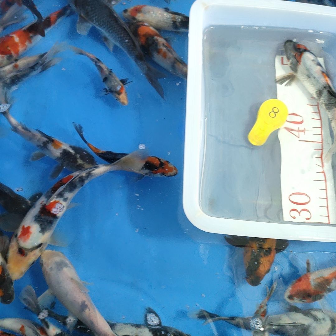 海水鱼红白大正昭和菲血白写