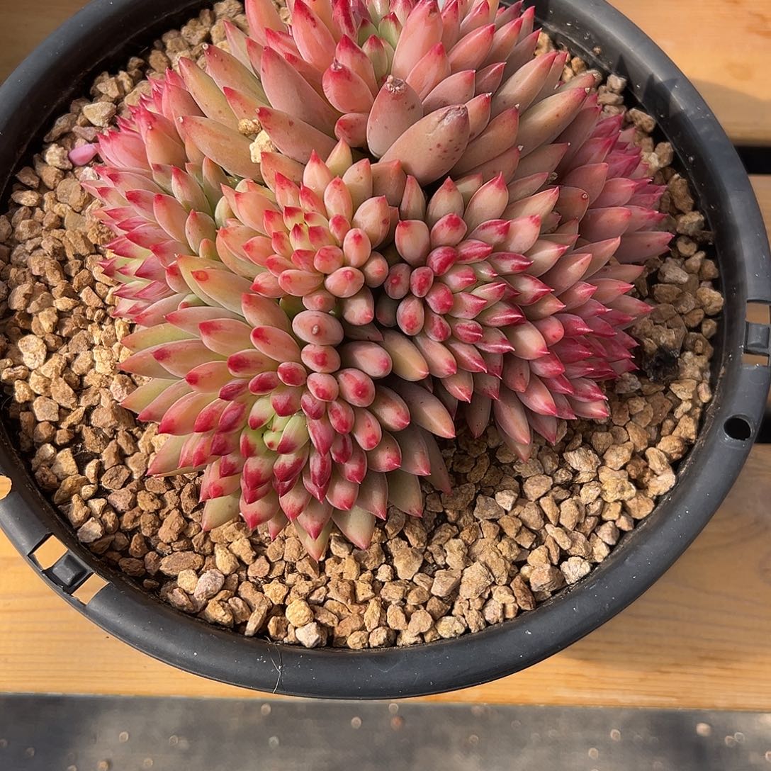 66二代虞美人 多肉。 