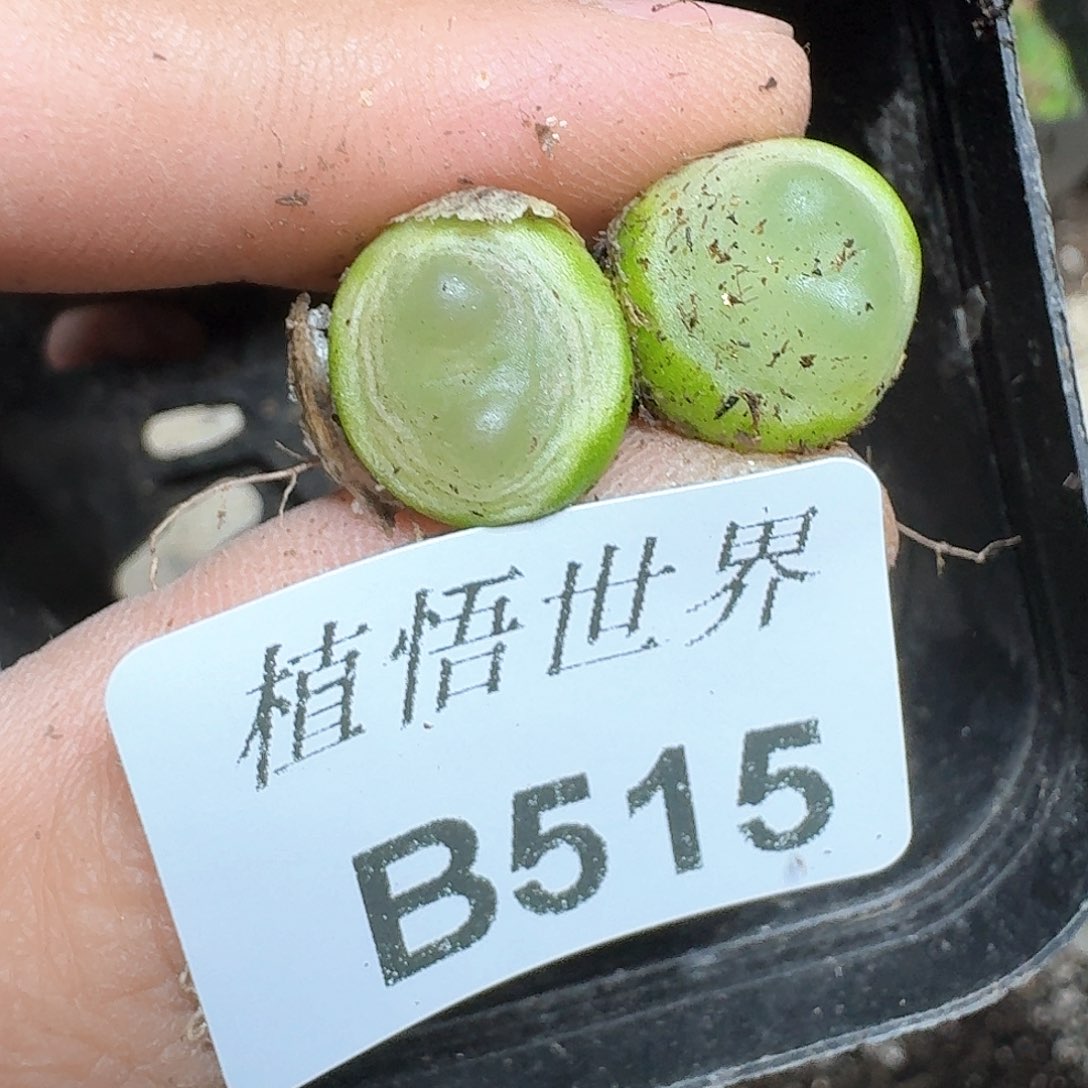 515盒多肉植物哇f g