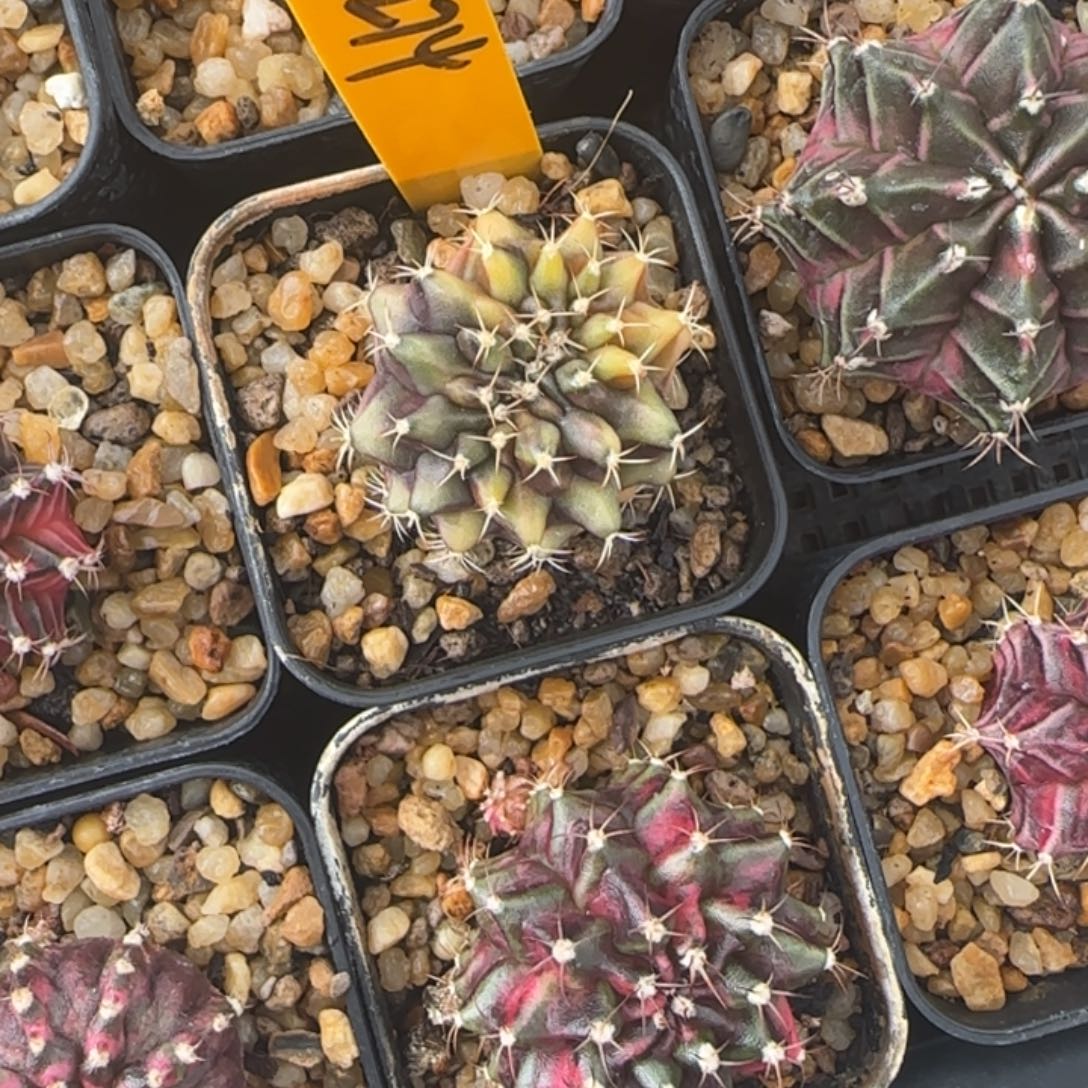 你***粑274-1229泰国发货多肉