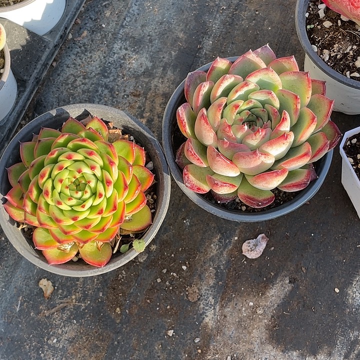 月亮石加篝火大单头