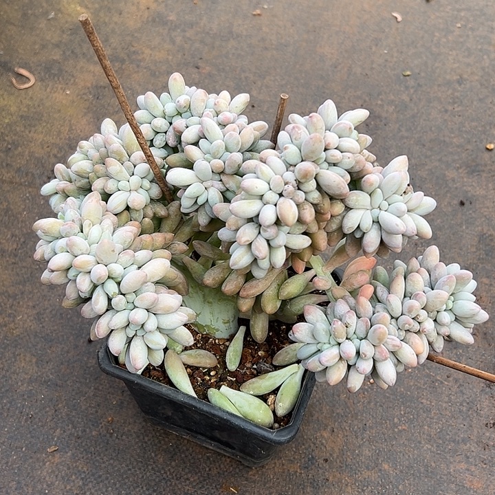 汤圆缀化多肉群生