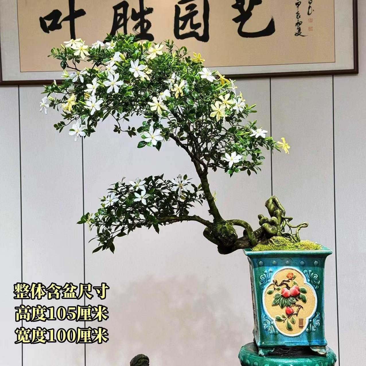 【叶胜园艺】精品四季榄叶栀子花盆景