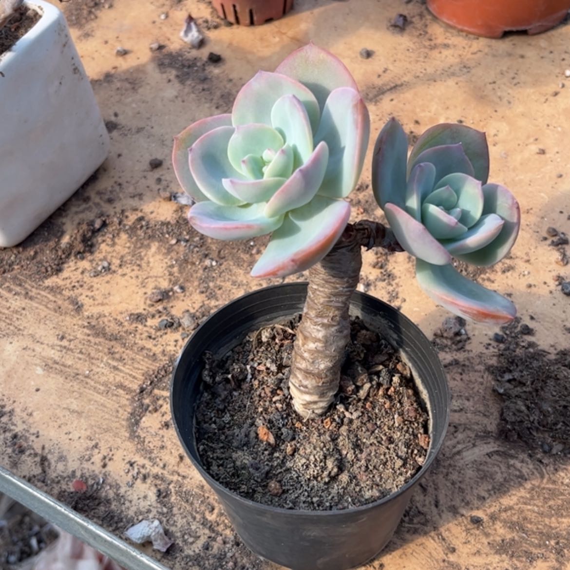 【闪购商品】无花朵۵****