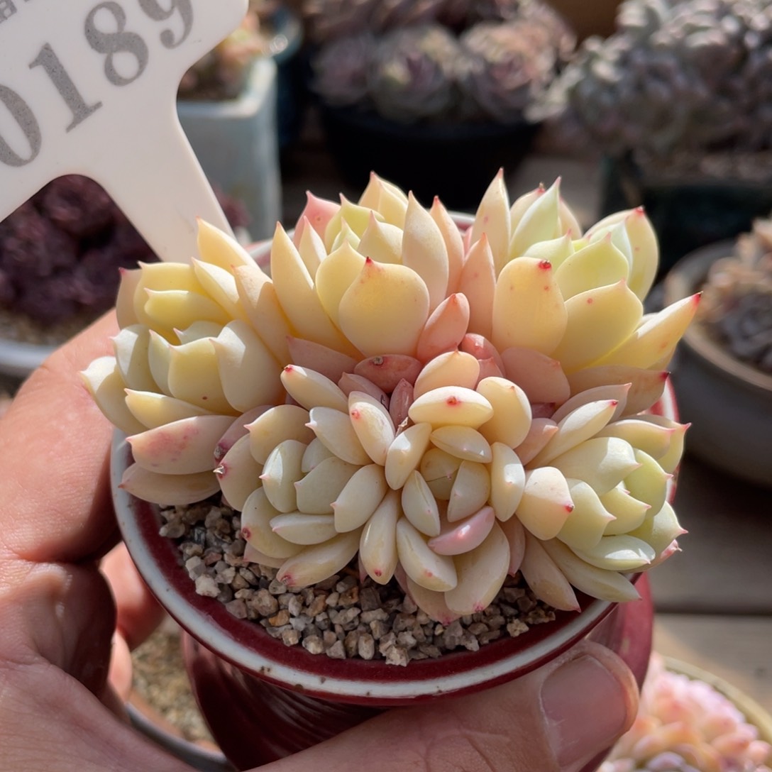 0189恋曲不带盆9厘米