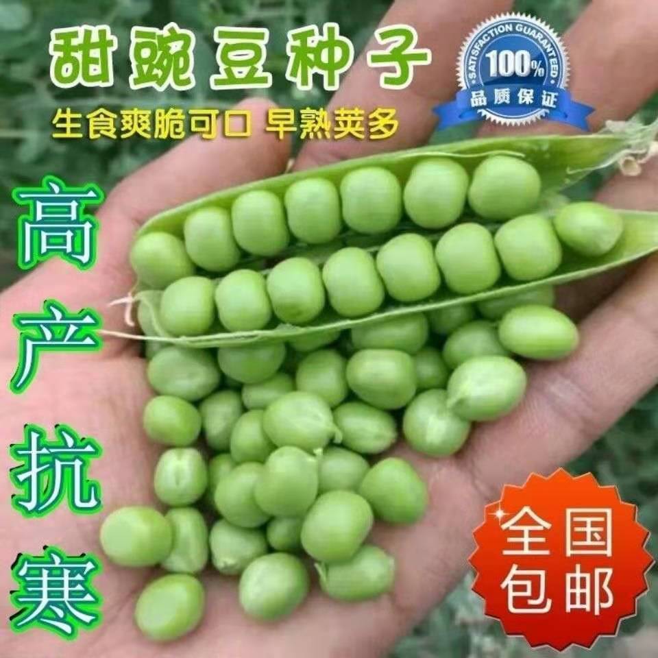 【当季新种】高产甜脆豌豆种子抗寒大荚豆种子农家田园春秋可播蔬菜