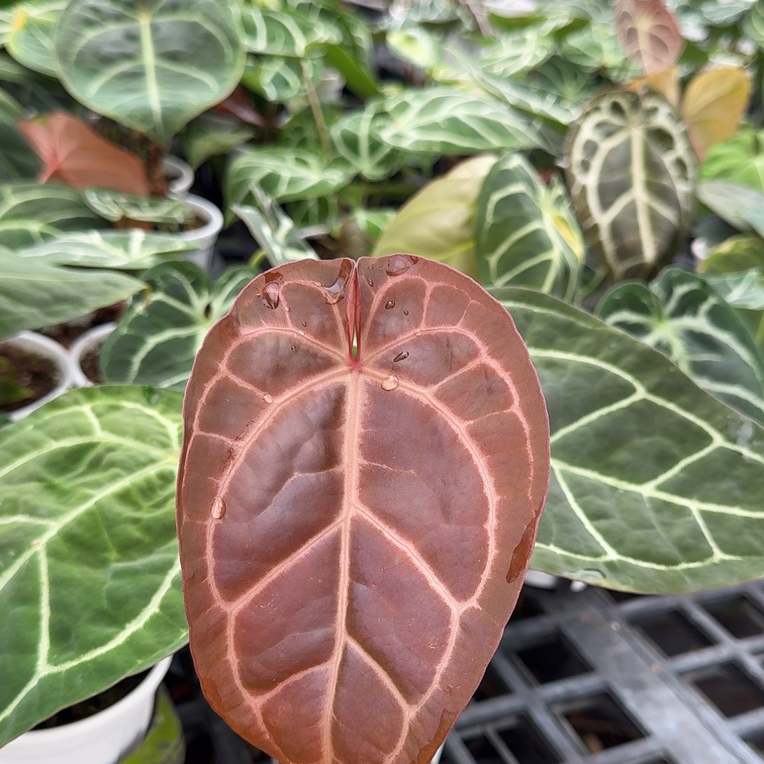 不开花植物一物一拍A123