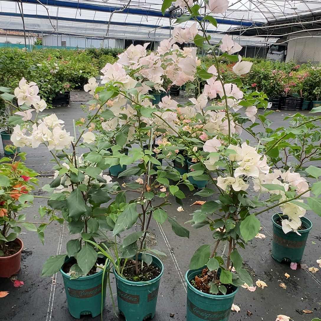 当前无花栽培后可以开花阿达喜悦一颗