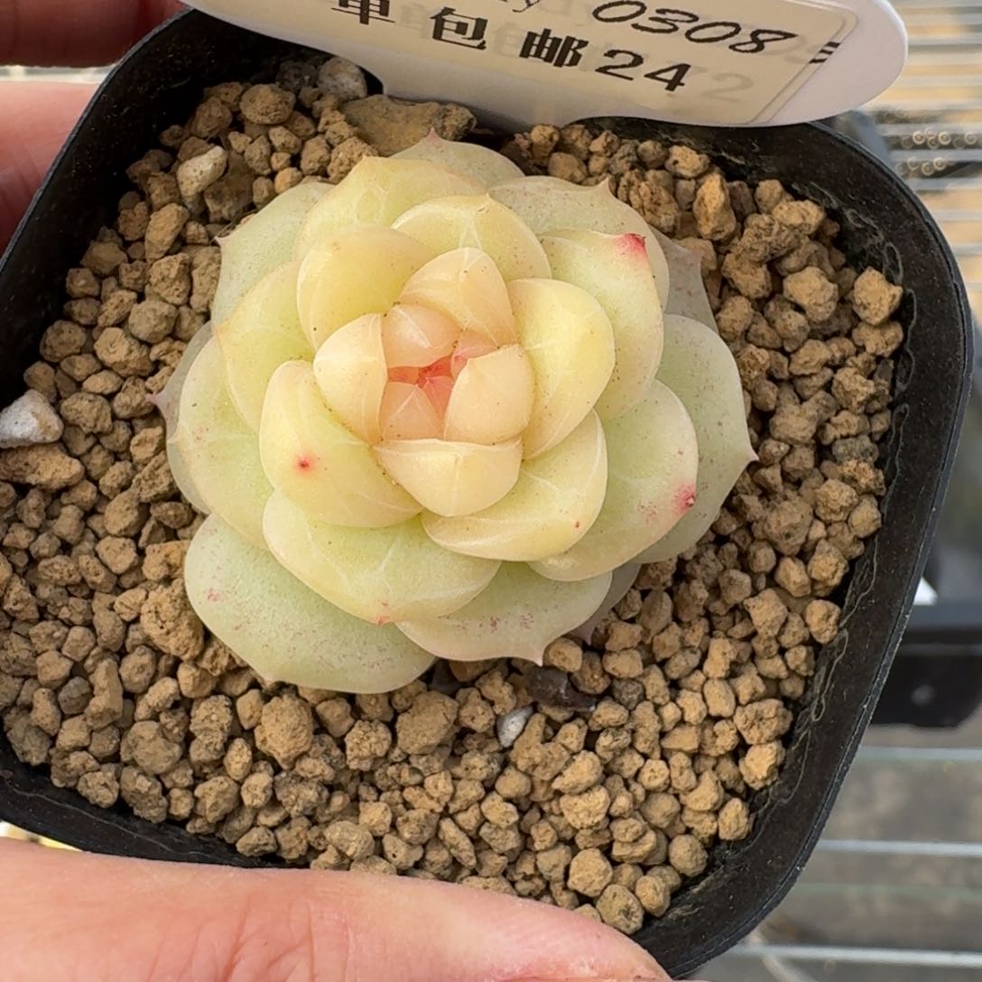 0308-024-芳草8单头
