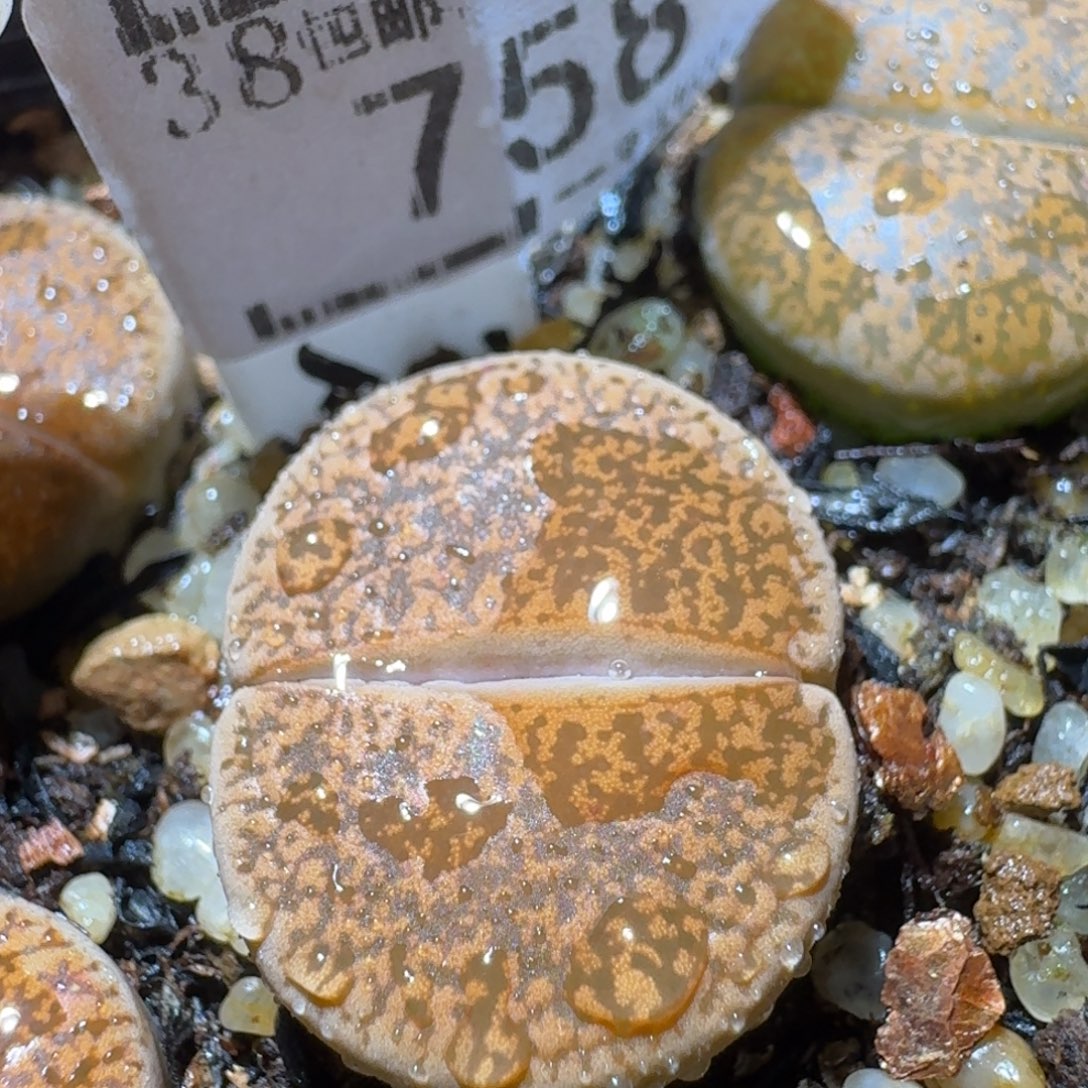 Sss清货了清货了758