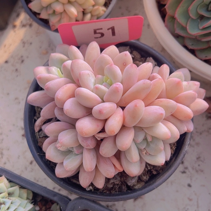 健健康康平平安安