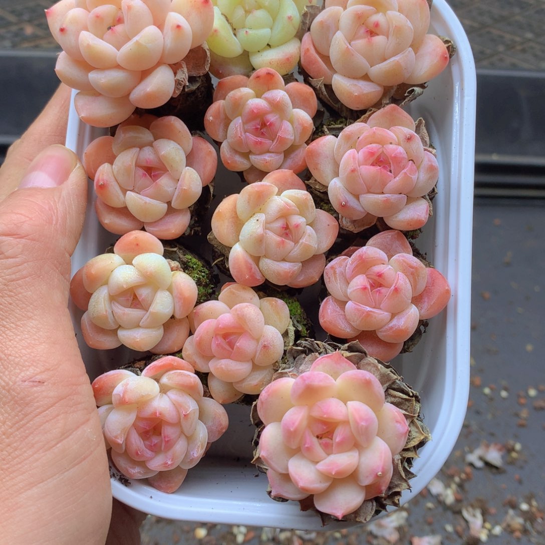 反反复复还是很开心084