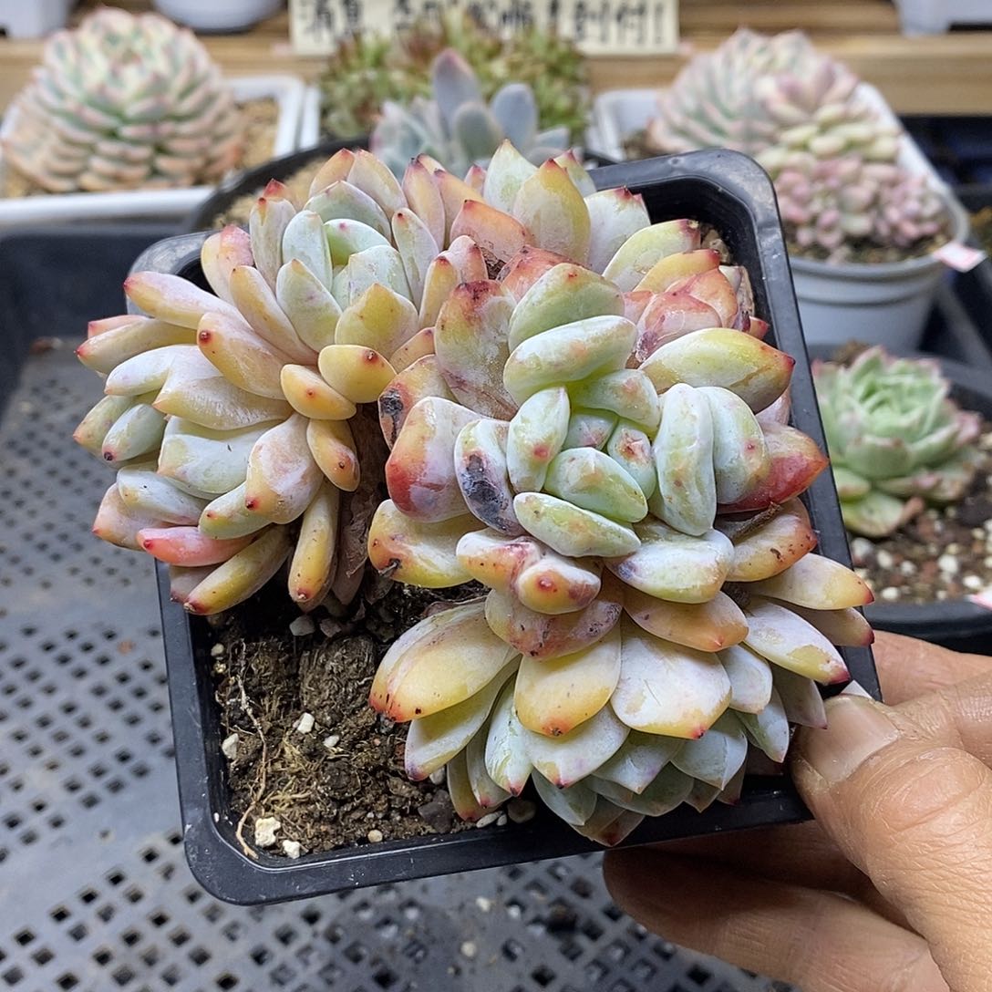 2567 橙梦露 5 头