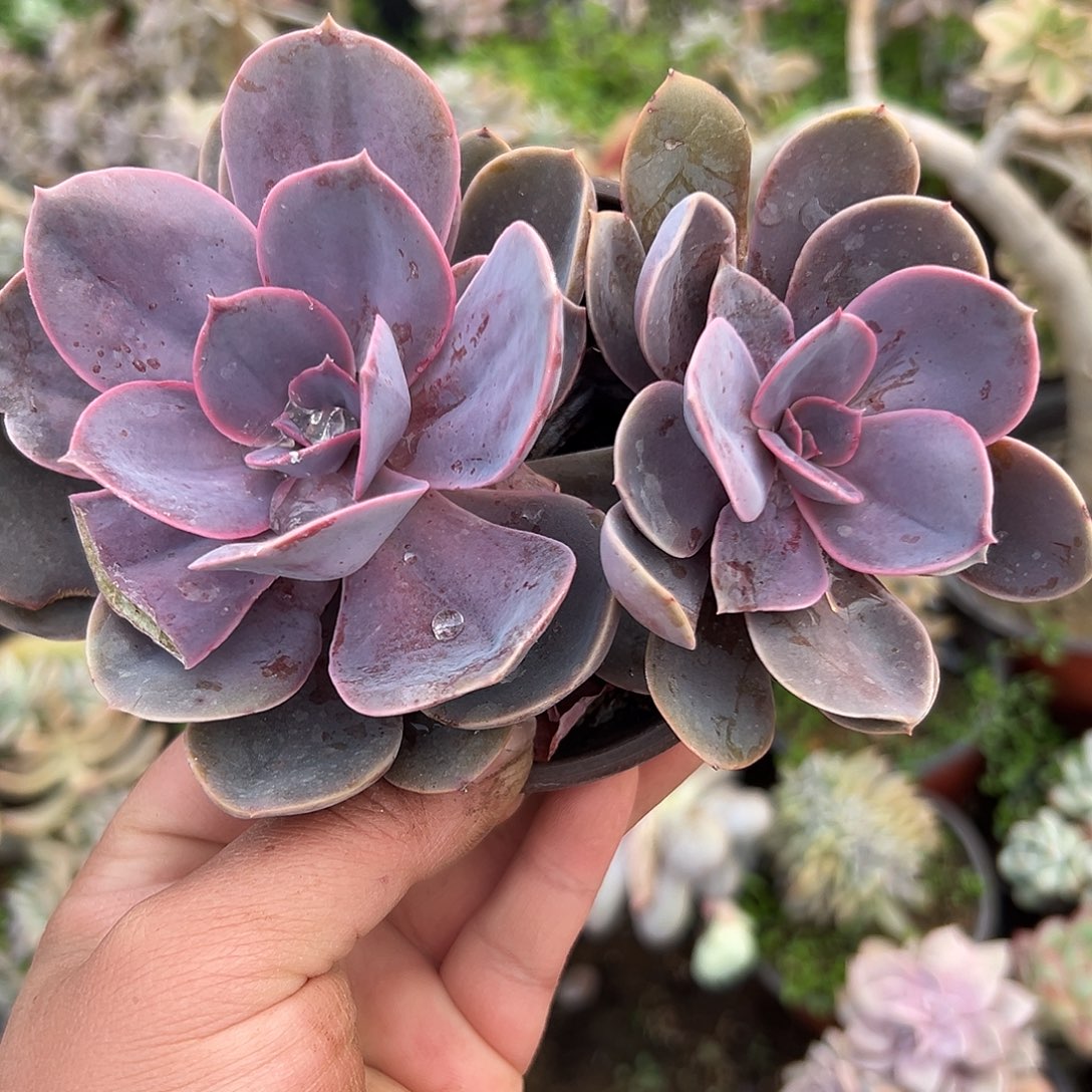 多肉植物多肉植物