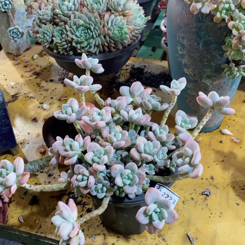 【闪购商品】红洛神12223