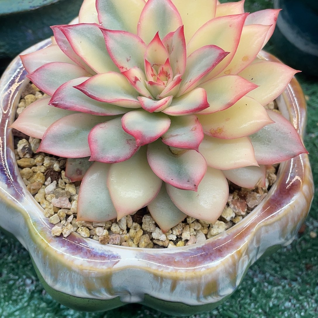 月光女神一物一拍满28包邮非偏远