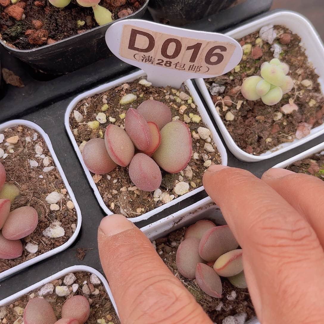 D016红蛋一物一拍