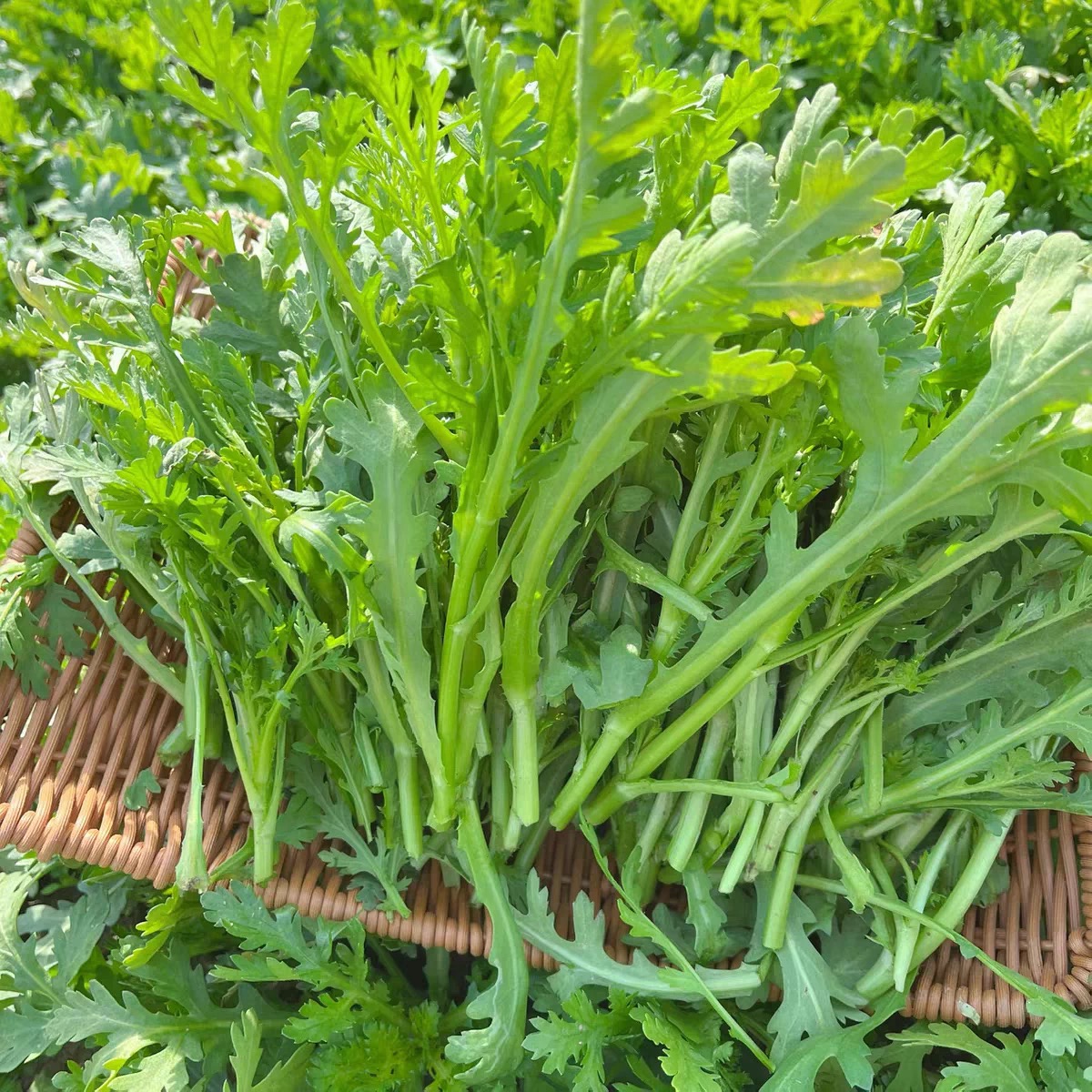 苏北农家种植新鲜茼蒿1斤装去根现摘现发农家老品种茼蒿